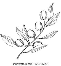 Olive tree in a vector style isolated. Black and white engraved ink art. Full name of the plant: Branches of an olive tree. Vector olive tree for background, texture, wrapper pattern, frame or border.