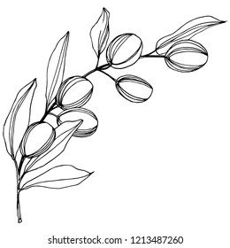Olive tree in a vector style isolated. Black and white engraved ink art. Full name of the plant: Branches of an olive tree. Vector olive tree for background, texture, wrapper pattern, frame or border.