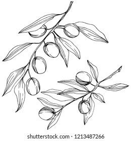 Olive tree in a vector style isolated. Black and white engraved ink art. Full name of the plant: Branches of an olive tree. Vector olive tree for background, texture, wrapper pattern, frame or border.