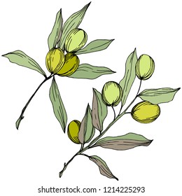 Olive tree in a vector style isolated. Green engraved ink art. Full name of the plant: Branches of an olive tree. Vector olive tree for background, texture, wrapper pattern, frame or border.