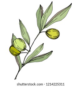 Olive tree in a vector style isolated. Green engraved ink art. Full name of the plant: Branches of an olive tree. Vector olive tree for background, texture, wrapper pattern, frame or border.