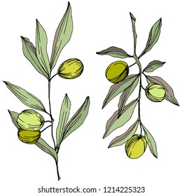 Olive tree in a vector style isolated. Green engraved ink art. Full name of the plant: Branches of an olive tree. Vector olive tree for background, texture, wrapper pattern, frame or border.