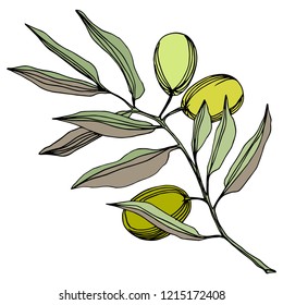 Olive tree in a vector style isolated. Green engraved ink art. Full name of the plant: Branches of an olive tree. Vector olive tree for background, texture, wrapper pattern, frame or border.