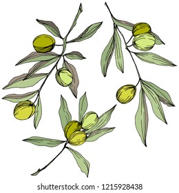 Olive tree in a vector style isolated. Green engraved ink art. Full name of the plant: Branches of an olive tree. Vector olive tree for background, texture, wrapper pattern, frame or border.