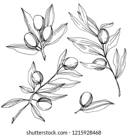 Olive tree in a vector style isolated. Black and white engraved ink art. Full name of the plant: Branches of an olive tree. Vector olive tree for background, texture, wrapper pattern, frame or border.