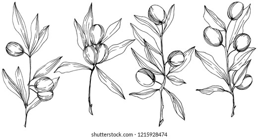 Olive tree in a vector style isolated. Black and white engraved ink art. Full name of the plant: Branches of an olive tree. Vector olive tree for background, texture, wrapper pattern, frame or border.