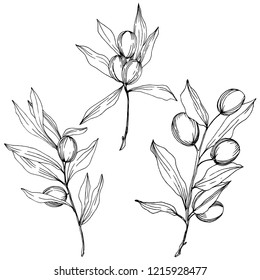 Olive tree in a vector style isolated. Black and white engraved ink art. Full name of the plant: Branches of an olive tree. Vector olive tree for background, texture, wrapper pattern, frame or border.