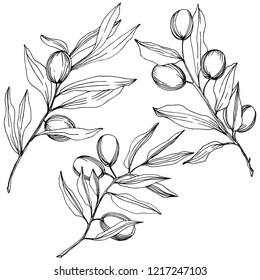 Olive tree in a vector style isolated. Black and white engraved ink art. Full name of the plant: Branches of an olive tree. Vector olive tree for background, texture, wrapper pattern, frame or border.