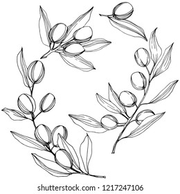 Olive tree in a vector style isolated. Black and white engraved ink art. Full name of the plant: Branches of an olive tree. Vector olive tree for background, texture, wrapper pattern, frame or border.