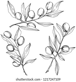 Olive tree in a vector style isolated. Black and white engraved ink art. Full name of the plant: Branches of an olive tree. Vector olive tree for background, texture, wrapper pattern, frame or border.