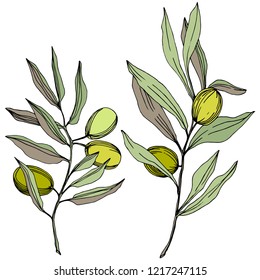 Olive tree in a vector style isolated. Green engraved ink art. Full name of the plant: Branches of an olive tree. Vector olive tree for background, texture, wrapper pattern, frame or border.
