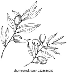 Olive tree in a vector style isolated. Black and white engraved ink art. Full name of the plant: Branches of an olive tree. Vector olive tree for background, texture, wrapper pattern, frame or border.