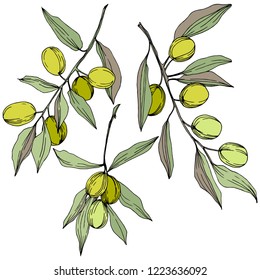 Olive tree in a vector style isolated. Green engraved ink art. Full name of the plant: Branches of an olive tree. Vector olive tree for background, texture, wrapper pattern, frame or border.