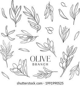 Olive tree in a vector style isolated. Black and white engraved ink art.  Branches of an olive tree. Vector olive tree for background, texture, wrapper pattern, frame or border.