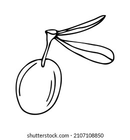 Olive tree in a vector style isolated. Black and white engraved ink art. Full name of the plant: Branches of an olive tree. Vector olive tree for background, texture, wrapper pattern, frame or border.