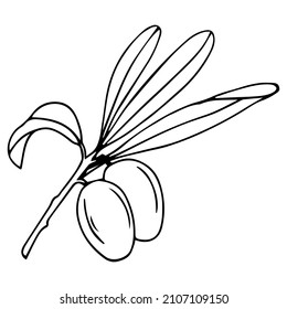 Olive tree in a vector style isolated. Black and white engraved ink art. Full name of the plant: Branches of an olive tree. Vector olive tree for background, texture, wrapper pattern, frame or border.