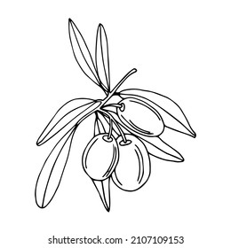 Olive tree in a vector style isolated. Black and white engraved ink art. Full name of the plant: Branches of an olive tree. Vector olive tree for background, texture, wrapper pattern, frame or border.