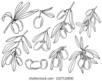 Olive tree in a vector style isolated. Black and white engraved ink art. Full name of the plant: Branches of an olive tree. Vector olive tree for background, texture, wrapper pattern, frame or border.