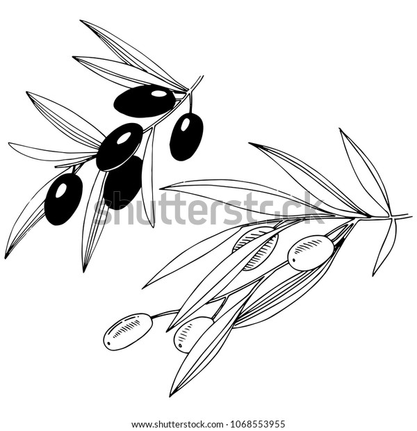 Olive Tree Vector Style Isolated Full Stock Vector (Royalty Free ...