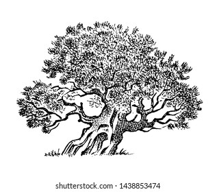 Olive tree in vintage style. The national symbol of Greece. Hand drawn engraved sketch in vintage style. Template for cards, labels or web sites.