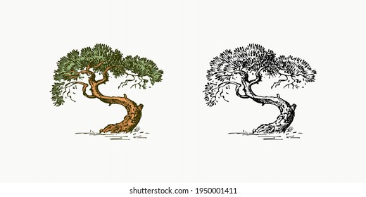 Olive tree in vintage style. The national symbol of Greece. Hand drawn engraved sketch in vintage style. Template for cards, labels or web sites.