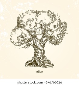 Olive tree. Vintage style. Vector illustration