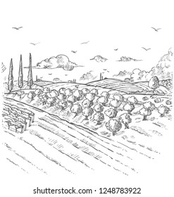 Olive trees garden. Hand drawn vector illustration