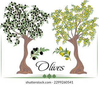 Olive trees in illustration.Colored vector illustration with olive trees on a transparent background.