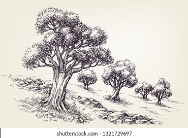 Olive trees orchard hand drawing