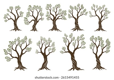 Olive trees set with branches and leaves for design of packaging, label, logotype or banner. Natural organic stylized olive icon, premium quality sign. Vector illustration