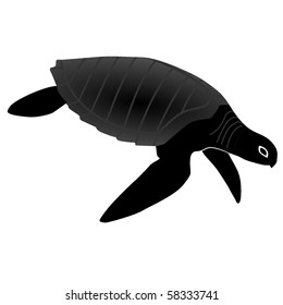 olive turtle