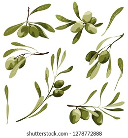 Olive vector clip art set. Bio food illustration , green plant with leaf and berry .