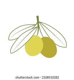 Olive vector line art with green branches of olive on white background