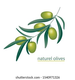 Olive vector realistic branch isolated on white background. Ingredient for olive oil.1