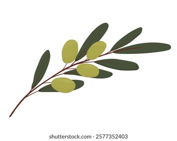 Olive vector stock illustration. Green berries of the olive tree. fruits on branches. oil. isolated on a white background. Logo