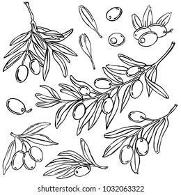 Olive, vegetable, vector
