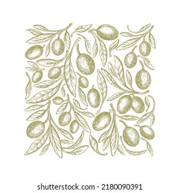 Olive vintage background. Square print. Vector hand drawn texture branch, green fruit, graphic leaves on white background. Organic mediterranean food