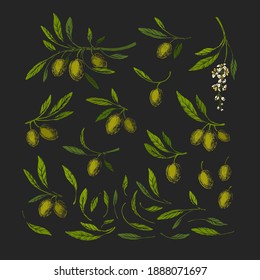 Olive vintage set. Vector art illustration. Green branch, wild foliage, flora. Italian farm harvest. Collection of isolated objects of nature for kitchen design, decoration food packaging