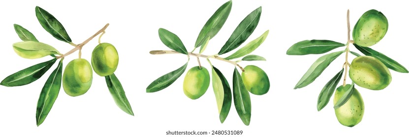 olive watercolor drawing organic vegetable garden plant