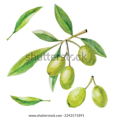 olive watercolor drawing organic vegetable garden plant