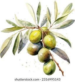 Olive Watercolor illustration. Hand drawn underwater element design. Artistic vector marine design element. Illustration for greeting cards, printing and other design projects.