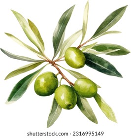 Olive Watercolor illustration. Hand drawn underwater element design. Artistic vector marine design element. Illustration for greeting cards, printing and other design projects.