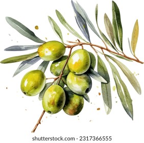 Olive Watercolor illustration. Hand drawn underwater element design. Artistic vector marine design element. Illustration for greeting cards, printing and other design projects.