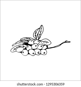 oliver branche vector sketch