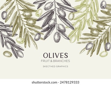 Olives background. Olive tree branches sketches. Mediterranean food menu design in pastel colors. Hand-drawn vector illustration. NOT AI generated.