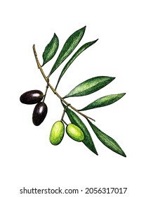 Olives branch with fruits and leaves, pencil hand drawing, isolated, white background.