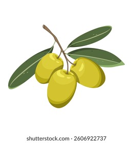Olives. Branch of green olives with leaves. Vector illustration isolated on white background.