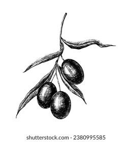 Olives branch hand drawn vector illustration