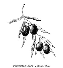 Olives branch. Hand drawn vector illustration.
