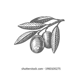 Olives branch with leaves . Vintage engraving vector